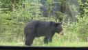 Så var bjørnen der endelig ved Miette Hot Springs - lige før vi forlader Jasper