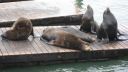 Pier 39  - San Francisco med alle sælerne